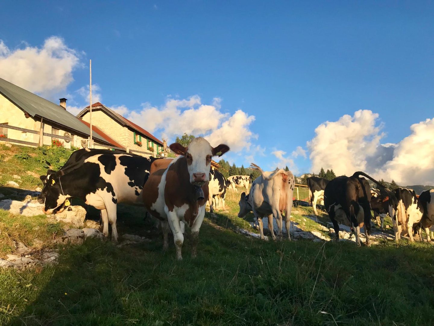 Ad Asiago il 25 agosto… un libro in malga!